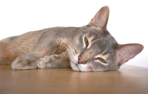 A blue Abyssinian cat. Credit: Wikimedia Commons.
