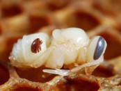 A dark red Varroa destructor mite on a white bee larva