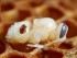 A dark red Varroa destructor mite on a white bee larva