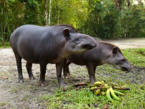 A lowland tapir (Tapir terrestris) mother and child. Credit: Andreas Kay. Image cropped. CC BY-NC-SA 2.0
