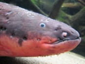 An electric eel (Electrophorus electricus). Credit: Doug Letterman (flickr). Image may have been cropped.