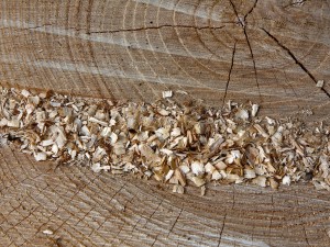 A small pile of sawdust over heartwood rings.  Cropped the original by Horia Varlan on flickr.