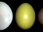 Photograph of shiny, iridescent eggs coloured white, yellow and brown.