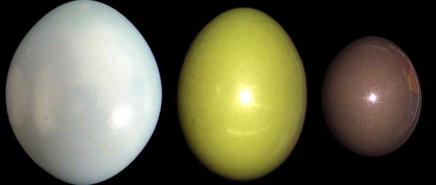 Photograph of shiny, iridescent eggs coloured white, yellow and brown.