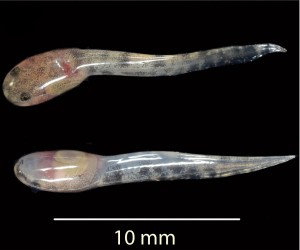 Two tadpoles, each about 10 millimeters long, shortly after birth. The newly described species Limnonectes larvaepartus is the only species of frog known to birth live tadpoles. Credit: Jim McGuire, UC Berkeley