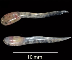 Two tadpoles, each about 10 millimeters long, shortly after birth. The newly described species Limnonectes larvaepartus is the only species of frog known to birth live tadpoles. Credit: Jim McGuire, UC Berkeley 