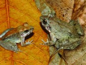 The L. larvaepartus frog (male, left, and female) from the island of Sulawesi in Indonesia. It is the only frog known that gives birth to tadpoles rather than laying spawn. Credit: Jim McGuire photos.