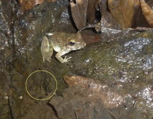 A male of the newly described species of fanged frog, Limnonectes larvaepartus, sits next to a pool containing tadpoles (yellow circle), and may be guarding them, a typical male behavior in some frog species. Credit: Jim McGuire, UC Berkeley 