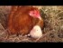 Video of chicks htaching out from eggs under the mother hen
