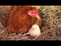 Video of chicks htaching out from eggs under the mother hen