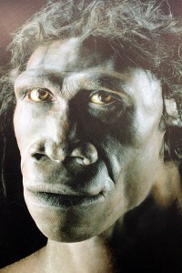 A reconstruction of a homo erectus man from the Sterkfontein Caves exhibition in South Africa. Credit: flowcomm on flickr.com. Used under CC BY 2.0 licence.