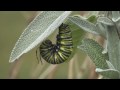 Caterpillar of a monarch buttterfly developing its chrysalis