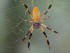 A female golden silk orb-weaver spider. Credit: Rain0975 on flickr.com. Used under CC BY-ND 2.0 licence.
