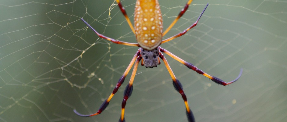 A female golden silk orb-weaver spider. Credit: Rain0975 on flickr.com. Used under CC BY-ND 2.0 licence.