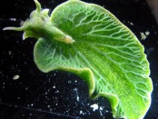 The rich green colour of the photosynthesizing sea slug, Elysia chlorotica, helps to camouflage it on the ocean floor. Credit: Patrick Krug.