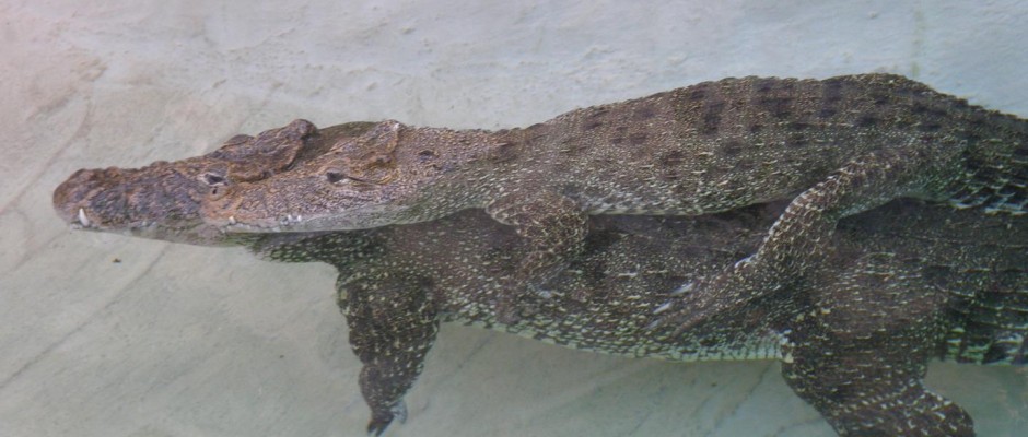 A male crocodile gives a piggyback ride to his lifelong female partner. Credit: Vladimir Dinets